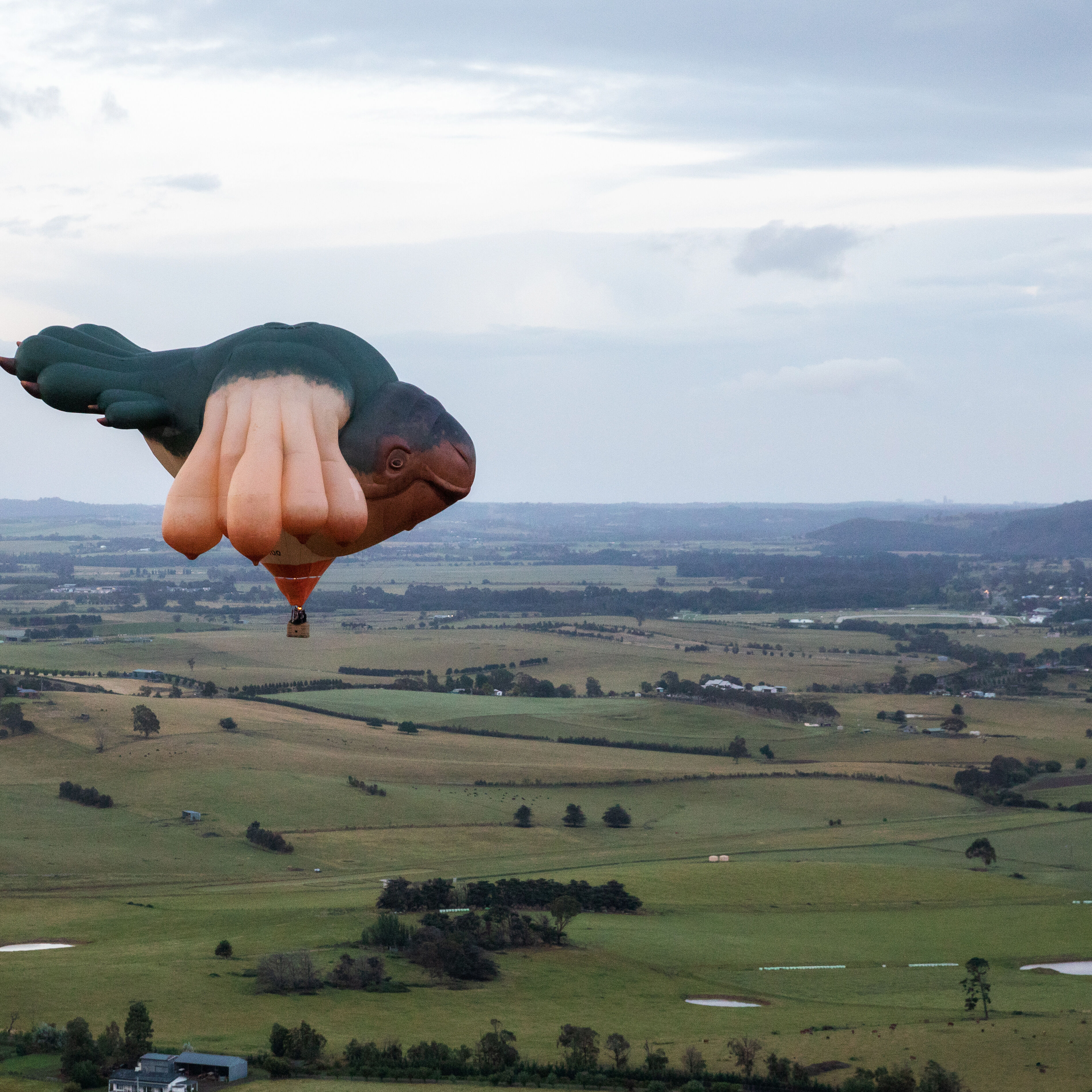 Patricia Piccinini’s Skywhale 2013 flying across the Yarra Valley to mark the opening of Patricia Piccinini & Joy Hester: Through love... at the  TarraWarra Museum of Art, 24 November 2018 –11 March 2019. Commissioned for The Centenary of Canberra. Courtesy of the artist and the  Australian Capital Territory Government. Courtesy the artist, Tolarno Galleries, Melbourne and Roslyn Oxley9 Gallery, Sydney. Photo: Rick Liston.